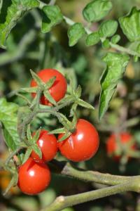 Afbeelding uit fotogalerij van Las Navezuelas in Cazalla de la Sierra +148 foto's
