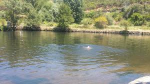 a person is swimming in a body of water at Casas dos Carregais in Carregais +75 photos
