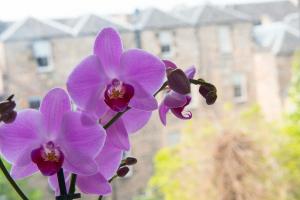 a group of purple orchids in front of a building at Boutique City Centre 1 Bed Apartment in Edinburgh