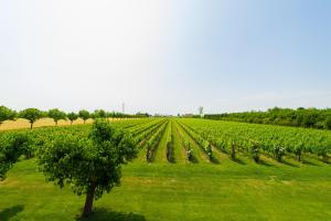 a vineyard with a tree in the middle of a field at Agriturismo Albafiorita in Latisana