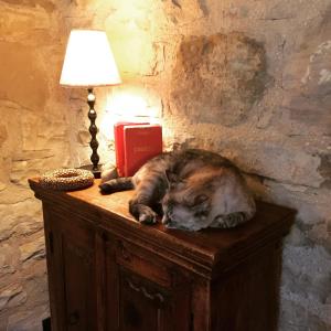 Domácí mazlíčci ubytovaní s hosty v ubytování Agriturismo La Corte del Lupo