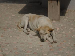 Ospiti di La Casa Homestay con animali domestici