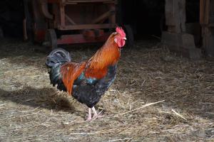 Zvieratá na farme alebo blízkom okolí