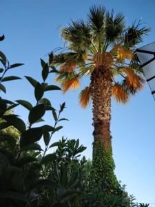 Gallery image of La palmeraie in Marseille