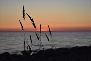 einen Sonnenuntergang über dem Meer mit Grashalmen in der Unterkunft Bērziņi in Vitrupe