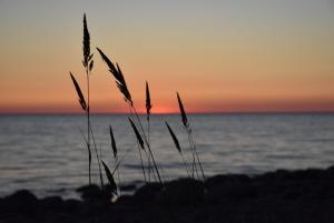 a sunset over the ocean with blades of grass at Bērziņi in Vitrupe