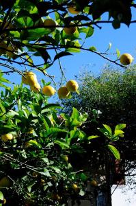 a lemon tree with lots of fruits on it at Il Giardino in Grottaglie