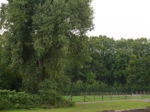 ein großer Baum auf einem Feld neben einem Zaun in der Unterkunft Ruhrstadtarena Hotel in Herne
