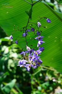 a bunch of purple flowers with a large green leaf at ApartHotel Villa Pacande & Rooms in Alajuela +11 photos