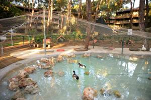 a group of animals swimming in a pool of water at Martı Myra - Ultra All Inclusive in Tekirova