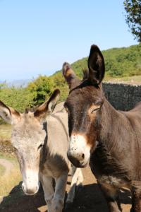 deux vaches se tiennent côte à côte dans l'établissement Domaine de Chabanet, à Privas