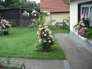 Zahrada ubytování Pension Möhring