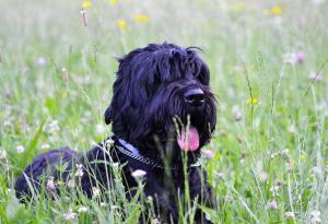 a black dog laying in a field of flowers at Rooms Malina in Blejska Dobrava
