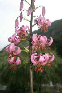 Paesaggio naturale nelle vicinanze della locanda