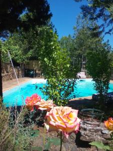 a pool with a bunch of flowers in the yard at Cortijo El Berrocal in Cazalla de la Sierra