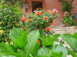 a bunch of flowers in front of a house at Delle Rose in Cefalù