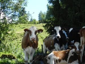 Zwierzęta w gospodarstwie agroturystycznym lub w pobliżu