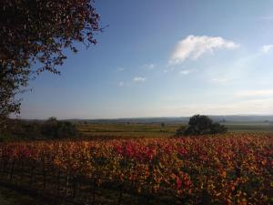 a field of flowers with a fence in the foreground at Weingut Wagner in Leodagger