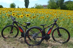 dos motos estacionadas frente a un campo de girasoles en Cascina Trapella, en Terruggia