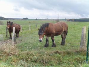 dos caballos parados en un campo detrás de una valla en Gîte Les Framboisiers, en Neufchâteau