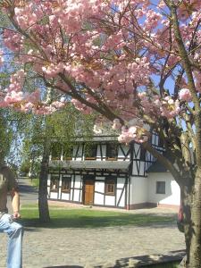 un árbol con flores rosas delante de un edificio en Ferienhaus Schmitt, en Beltheim