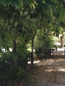 un parco con tavolo da picnic e alberi di Agriturismo le madonnelle a Civitella dʼAgliano