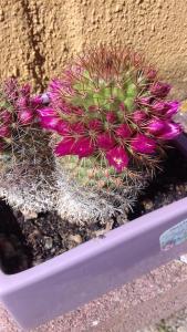 Fotografie z fotogalerie ubytování Agriturismo La Carlina v destinaci Magliano in Toscana + 59 fotografií