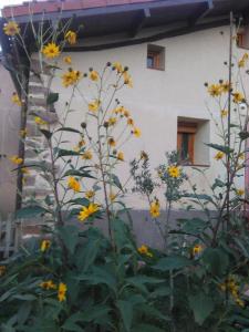 un jardín con flores amarillas frente a un edificio en Valvanera 30 en Berceo