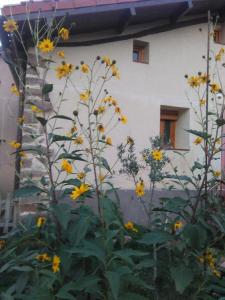 un jardín con flores amarillas frente a un edificio en Valvanera 30, en Berceo 6 fotos más