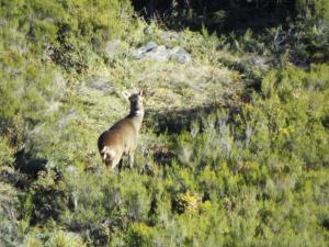 a goat standing in the grass on a hill at Pensión Os Ancares in Becerreá