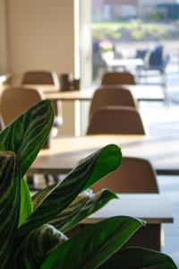 eine Pflanze vor einem Klassenzimmer mit Tischen und Stühlen in der Unterkunft Ruiterhof B&B/Hostel in Bredene