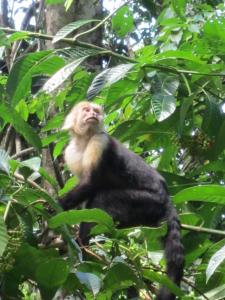 a monkey sitting on top of a tree at La Cima del Mundo in Chimirol