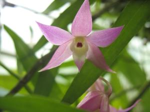a close up of a pink orchid flower at La Cima del Mundo in Chimirol