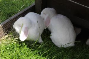 Tiere in diesem Bauernhof oder in der Nähe