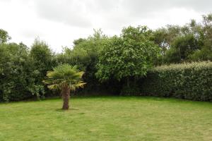 a palm tree in the middle of a field at Chambres d'Hotes Elvire et Laurent Barbey in Sainte-Marie-du-Mont