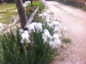 a bunch of white flowers growing next to a tree at Agriturismo le madonnelle in Civitella dʼAgliano