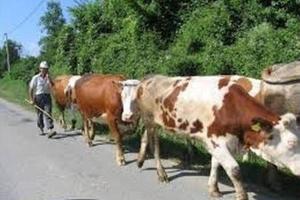 Zvířata v venkovského domu nebo okolí