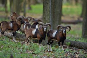una manada de carneros parados en el bosque en Zseri Vadászház, en Fehérvárcsurgó