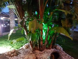 a plant in a pot sitting on the ground at Villa Galleria in Perivolia