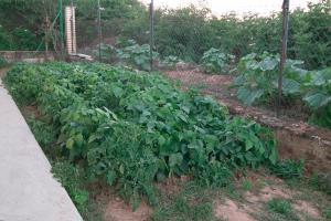 A garden outside El Jardin de Manuela
