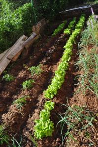 A garden outside El Jardin de Manuela