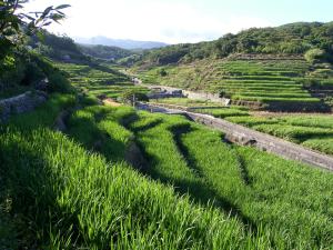 ein Grasfeld mit einer Straße in der Ferne in der Unterkunft Emoonten Homestay in Sanzhi