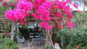 Zahrada ubytování Garden Hostel