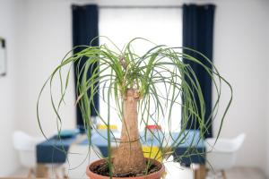Fotografie z fotogalerie ubytování Apartments Tamburini v Rovinji