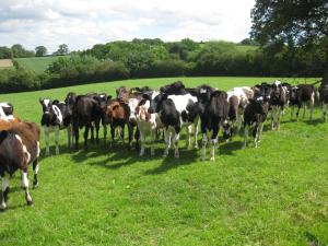 ウェルシュプールにあるVarchoel Hall Guilsfieldの草原立牛
