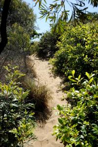 a dirt trail in the middle of plants at Loka Santi Penthouse 14 OCEAN VIEWS in Agnes Water
