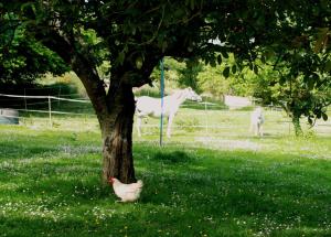 Giardino di La demeure d'Ervée