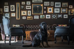 a black dog sitting in a room with two chairs at Hotel Búdir in Búðir