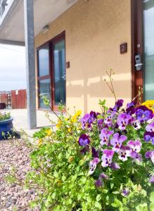 a pot of purple flowers in front of a building at The Beach Motel in Trearddur