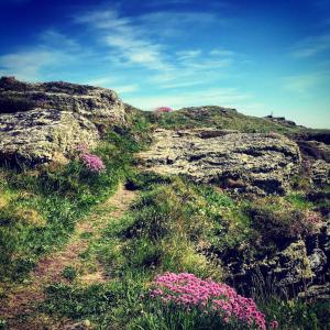 a path on a rocky hill with pink flowers at The Beach Motel in Trearddur